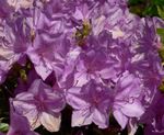 lilás Arbusto Azaleas, Pinxterbloom características e foto