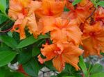 Plantas de Interior Azaleas, Pinxterbloom Flor arbusto, Rhododendron laranja foto, descrição e cultivo, crescente e características