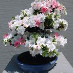 Plantas de Interior Azaleas, Pinxterbloom Flor arbusto, Rhododendron branco foto, descrição e cultivo, crescente e características
