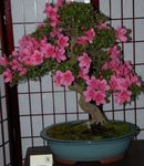 розовый Кустарники Азалия (Рододендрон) характеристика и Фото