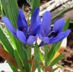 Innendørs Planter Bavian Blomst, Bavian Root urteaktig plante, Babiana lyse blå Bilde, beskrivelse og dyrking, voksende og kjennetegn