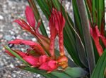 Le piante domestiche Babbuino Fiore, Radice Babbuino erbacee, Babiana rosso foto, descrizione e la lavorazione, la coltivazione e caratteristiche