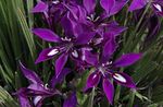 vijolična Travnate Pavijan Cvet, Pavijan Korenina značilnosti in fotografija