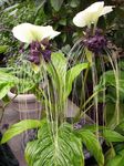 თეთრი ბალახოვანი მცენარე Bat უფროსი ლილი, Bat ყვავილების, Devil Flower მახასიათებლები და სურათი