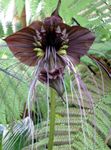 marrom Planta Herbácea Bat Head Lily, Bat Flower, Devil Flower características e foto