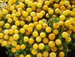 amarelo Planta Herbácea Bead Plant características e foto