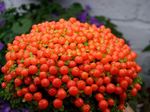  Perle Anlegg Blomst urteaktig plante, nertera rød Bilde, beskrivelse og dyrking, voksende og kjennetegn