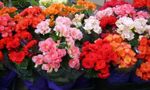Indoor Plants Begonia Flower herbaceous plant light blue Photo, description and cultivation, growing and characteristics