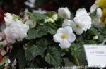Indoor Plants Begonia Flower herbaceous plant white Photo, description and cultivation, growing and characteristics