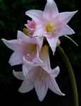 pink Herbaceous Plant Belladonna Lily, March Lily, Naked Lady characteristics and Photo