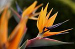 Toataimed Paradiisilinnu, Kraana Lill, Stelitzia rohttaim, Strelitzia reginae oranž Foto, kirjeldus ja kultiveerimine, kasvav ja omadused