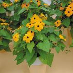 Plantas de Interior Black Eye Susan Flor cipó, Thunbergia alata amarelo foto, descrição e cultivo, crescente e características