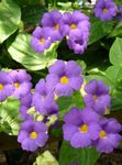 紫丁香 藤本植物 黑眼圈苏珊 特点 和 照