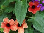 Indoor Plants Black eye Susan Flower liana, Thunbergia alata red Photo, description and cultivation, growing and characteristics