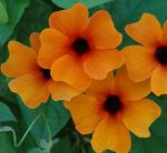 Комнатные Растения Тунбергия Цветок лиана, Thunbergia alata оранжевый Фото, описание и выращивание, выращивание и характеристика