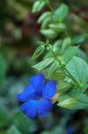 Plantas de Interior Black Eye Susan Flor cipó, Thunbergia alata luz azul foto, descrição e cultivo, crescente e características
