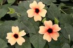 Indoor Plants Black eye Susan Flower liana, Thunbergia alata pink Photo, description and cultivation, growing and characteristics