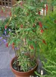 Bloodberry, Rouge Rostlina, Dítě Pepř, Pigeonberry, Coralito