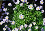 Indendørs Planter Blå Daisy Blomst urteagtige plante, Felicia amelloides lyseblå Foto, beskrivelse og dyrkning, voksende og egenskaber