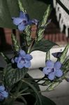 luz azul Arbusto Blue Sage, Blue Eranthemum características e foto