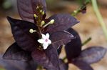 Toataimed Sinine Salvei, Sinine Eranthemum Lill põõsas valge Foto, kirjeldus ja kultiveerimine, kasvav ja omadused