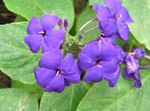 紫丁香 灌木 蓝色鼠尾草，蓝色Eranthemum 特点 和 照