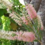 Sisäkasvit Bottlebrush Kukka pensaikot, Callistemon pinkki kuva, tuntomerkit ja muokkaus, viljely ja ominaisuudet