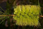 Интериорни растения Bottlebrush Цвете храсти, Callistemon жълт снимка, описание и отглеждане, култивиране и характеристики