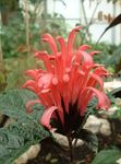 red Shrub Brazilian Plume, Flamingo Flower characteristics and Photo