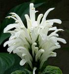 ホワイト 低木 ブラジルプルーム、フラミンゴ花 特性 と フォト