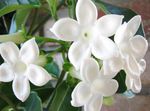 Gelin Buketi, Madagaskar Yasemini, Mum Çiçeği, Çelenk Çiçek, Floradora, Hawaii Düğün Çiçeği
