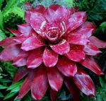 Комнатные Растения Неорегелия Цветок травянистые, Neoregelia бордовый Фото, описание и выращивание, выращивание и характеристика