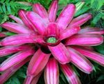 Комнатные Растения Неорегелия Цветок травянистые, Neoregelia розовый Фото, описание и выращивание, выращивание и характеристика