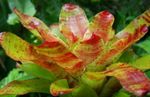 Комнатные Растения Неорегелия Цветок травянистые, Neoregelia оранжевый Фото, описание и выращивание, выращивание и характеристика