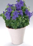 dark blue Herbaceous Plant Browallia characteristics and Photo