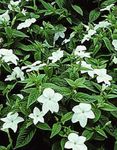 Комнатные Растения Броваллаия Цветок травянистые, Browallia белый Фото, описание и выращивание, выращивание и характеристика