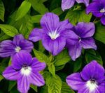 purple Herbaceous Plant Browallia characteristics and Photo