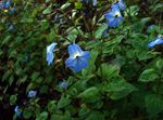 ライトブルー 草本植物 Browallia 特性 と フォト