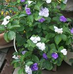 Indoor Plants Brunfelsia, Yesterday-Today-Tomorrow Flower shrub white Photo, description and cultivation, growing and characteristics