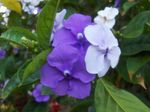 紫丁香 灌木 昨天 - 今天 - 明天Brunfelsia， 特点 和 照