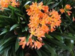 orange Herbaceous Plant Bush Lily, Boslelie characteristics and Photo