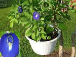 Topfpflanzen Butterfly Pea Blume liane, Clitoria ternatea blau Foto, Beschreibung und Anbau, wächst und Merkmale