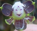 Nööpauk Orhidee
