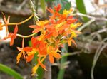 inni plöntur Hnappagat Orchid Blóm herbaceous planta, Epidendrum appelsína mynd, lýsing og ræktun, vaxandi og einkenni