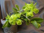 green Herbaceous Plant Buttonhole Orchid characteristics and Photo
