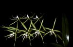 Интериорни растения Илици Орхидея Цвете тревисто, Epidendrum зелен снимка, описание и отглеждане, култивиране и характеристики