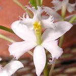 Plantas de Interior Orquídea Ojal Flor herbáceas, Epidendrum blanco Foto, descripción y cultivo, cultivación y características