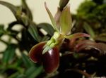 pruun Rohttaim Nööpauk Orhidee omadused ja Foto