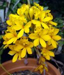 yellow Herbaceous Plant Buttonhole Orchid characteristics and Photo