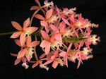 rózsaszín Lágyszárú Növény Gomblyukába Orchidea jellemzők és fénykép